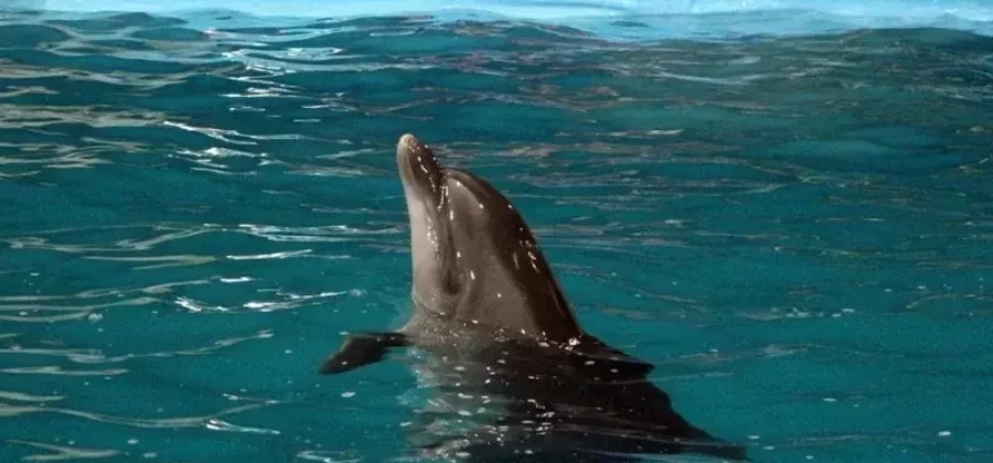 Дельфинарий в Архипо-Осиповке